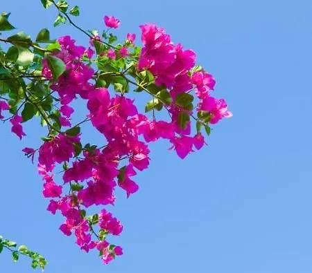 Allea And Апарт-отель